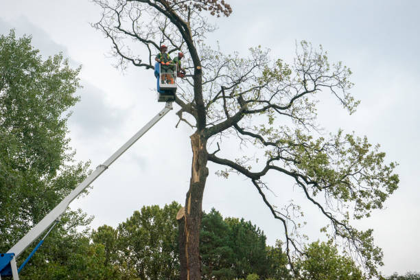 Best Emergency Storm Tree Removal  in Cambridge, MD